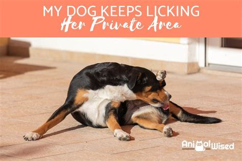 girl dog keeps licking her privates